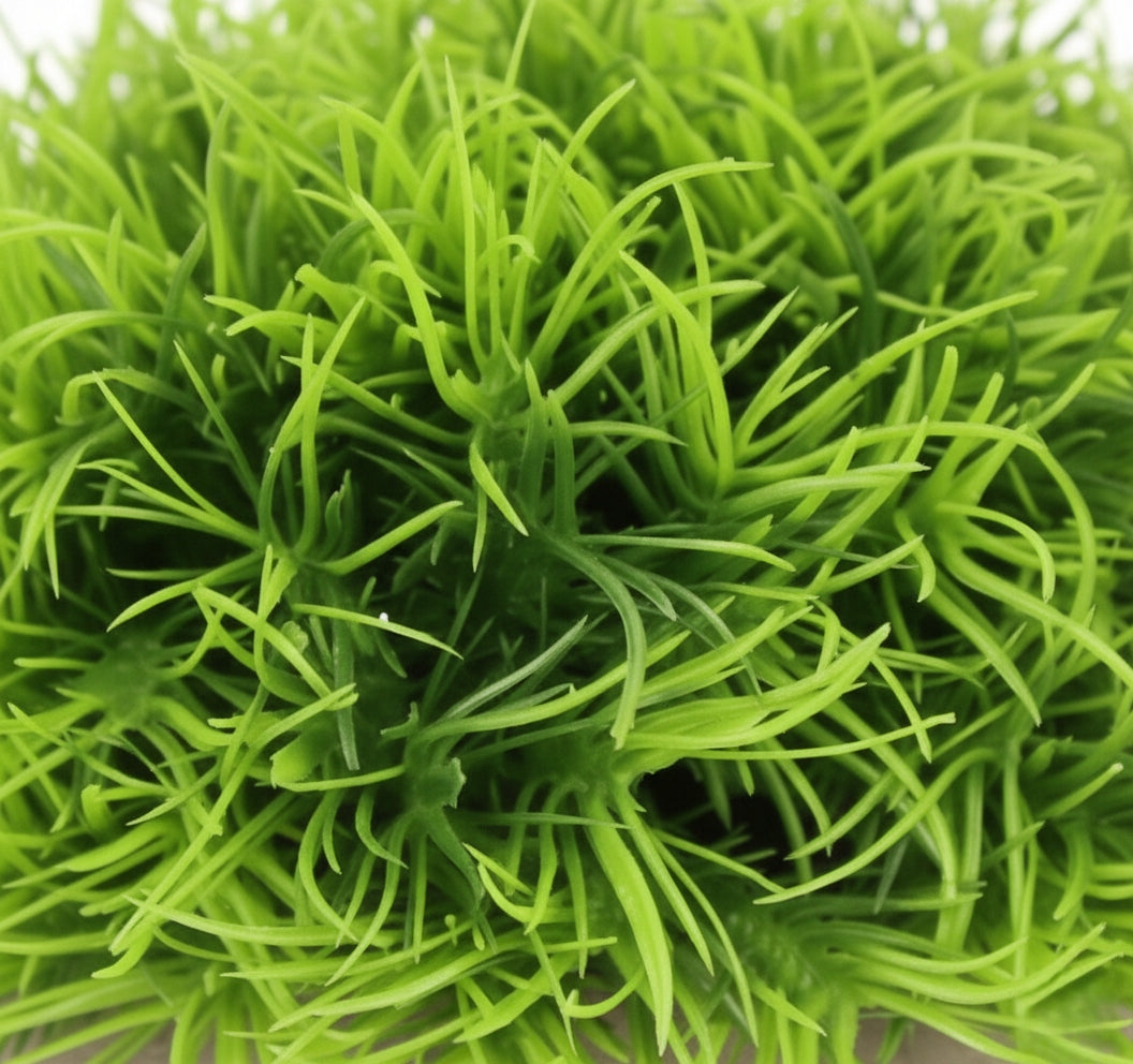 cf4081ef070aaf75de03ffec8461e42e